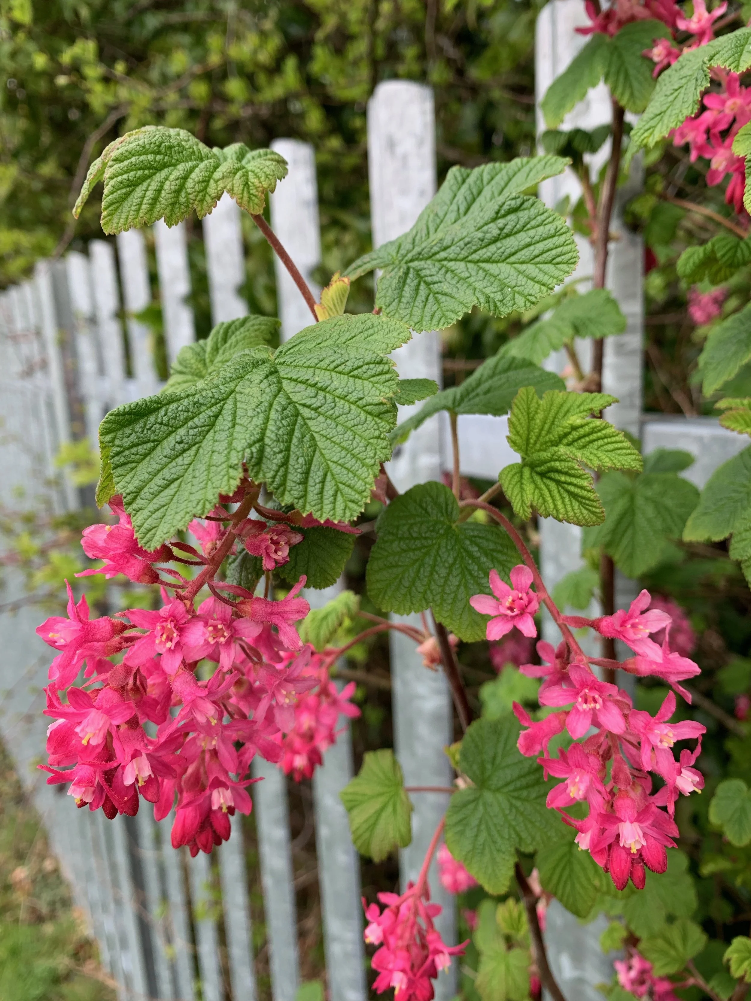 Ribes rubrum - Red Currant — BSBI VC77
